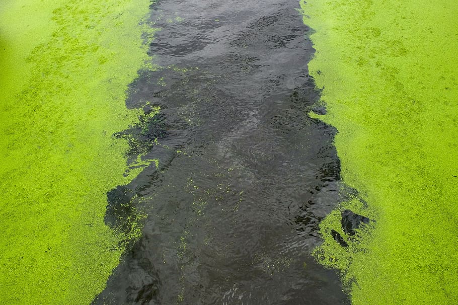 canal, water, froth, alga, nature, outdoor, green color, plant, day, growth