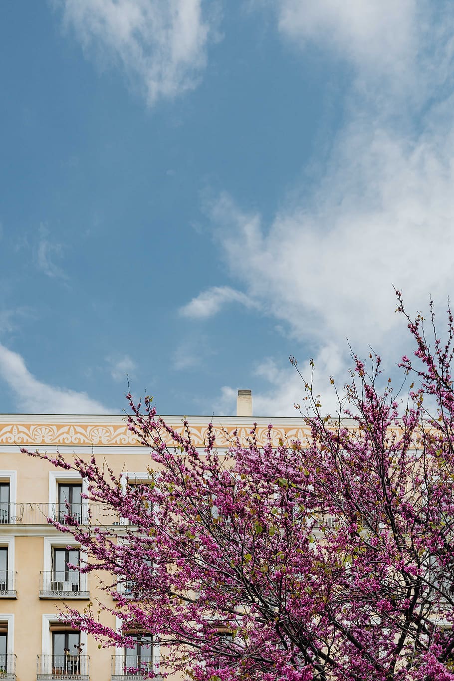 pohon, merah muda, mekar, musim semi, April, Eropa, bunga, Yudas, Madrid, Spanyol
