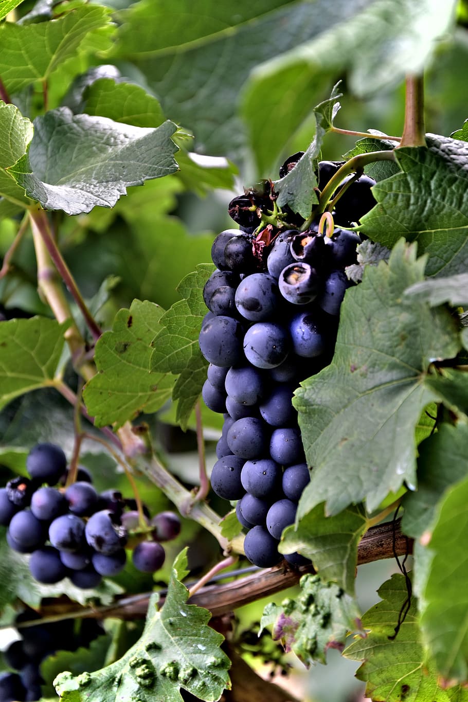 wine, grapes, green, purple, vine, fruit, winery, drink, alcohol, harvest