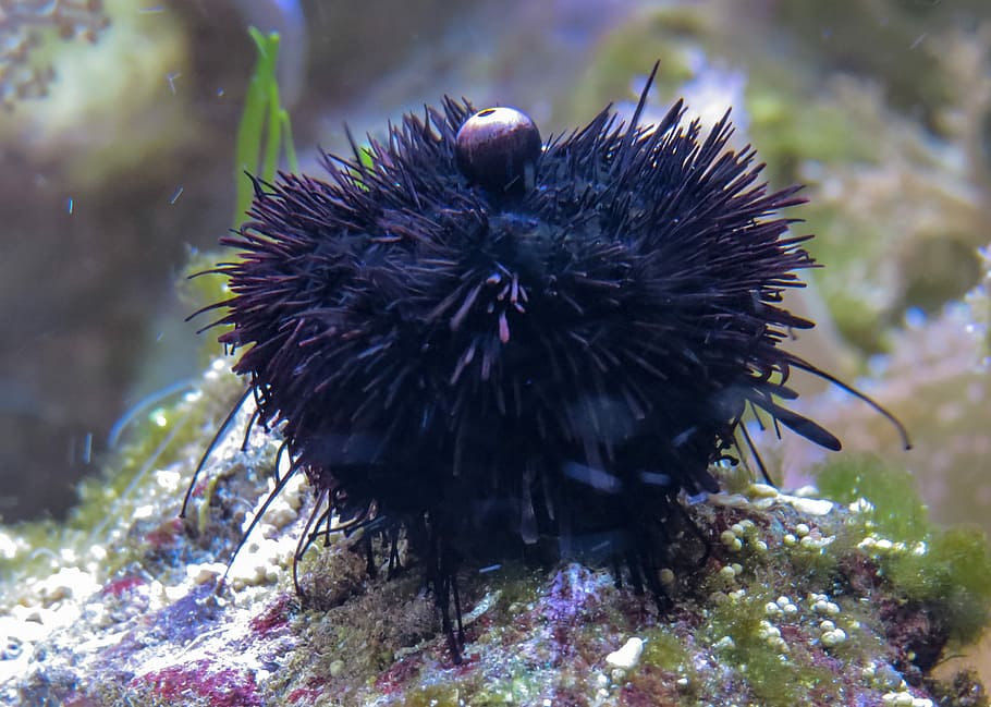 Sea Urchins, Sea Animal, sea, sting, marine life, underwater, sea life, one animal, animal themes, animal wildlife