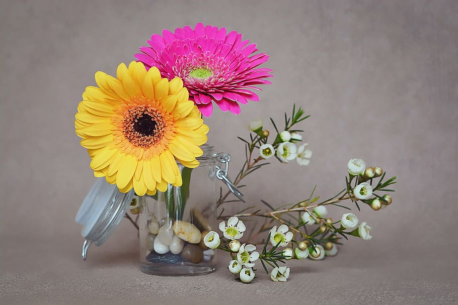 amarelo, rosa, margarida flores, vaso de vidro, gerbera, flores, flores da primavera, flores cortadas, pétalas, frangipani