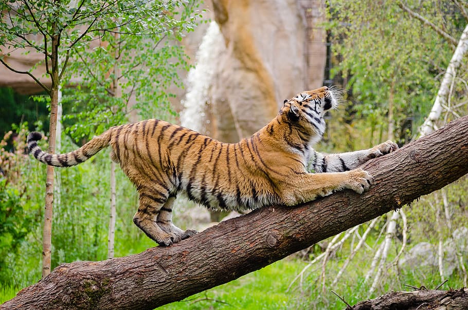 tigre en tronco de árbol, temas de animales, mamífero, animal, árbol, fauna animal, un animal, felino, gato grande, planta