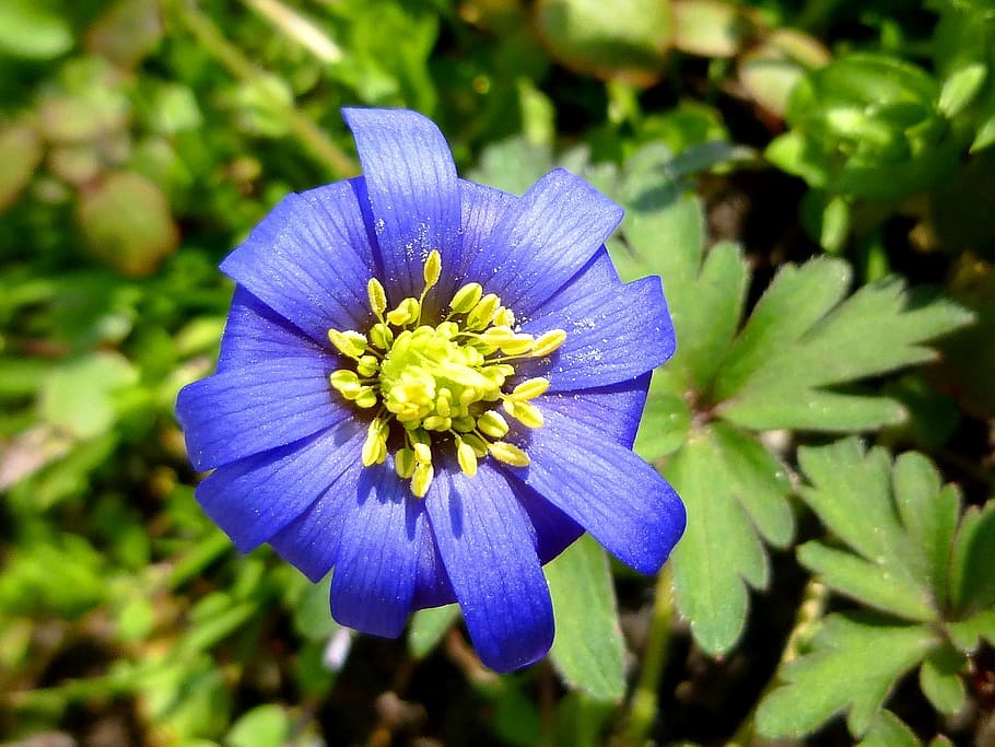 おしべ 春 青い花 自然 春の花 花びら 植物 花 脆弱性 紫 Pxfuel