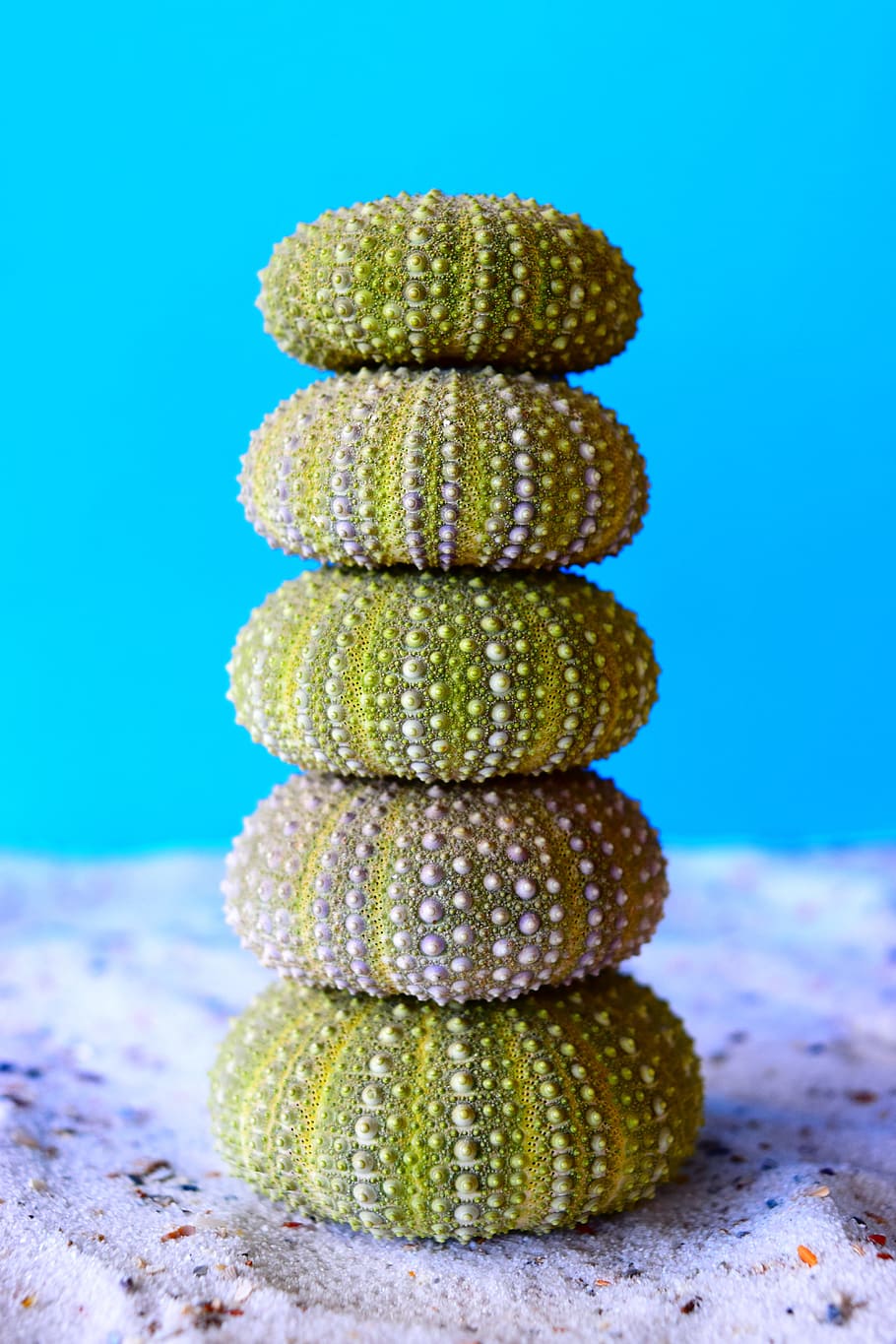 stack, green, plants, brown, stones, piled, sea urchins, sand, sea, balance