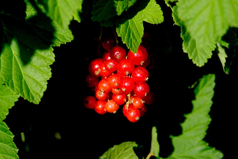 Currants, Berries, Red Currant, Fruit, fruits, soft fruit, red, gooseberry greenhouse, bush, ribes rubrum