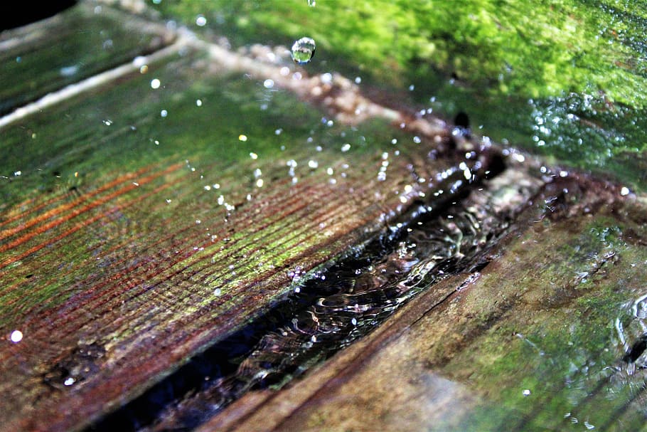水滴, 木, 夏, 自然, 水ポンプ, 点滴, 水, 湿った, 閉じる, 森林