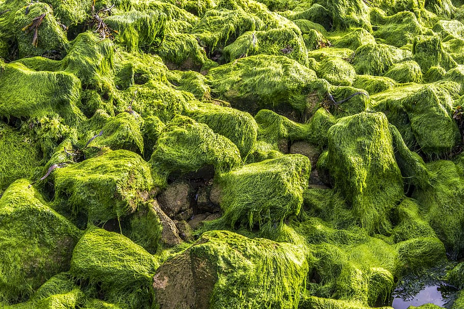 藻, 緑, ブルターニュ, 植物, 色, 海辺, 岩, 海, 鮮やかな色, 緑色