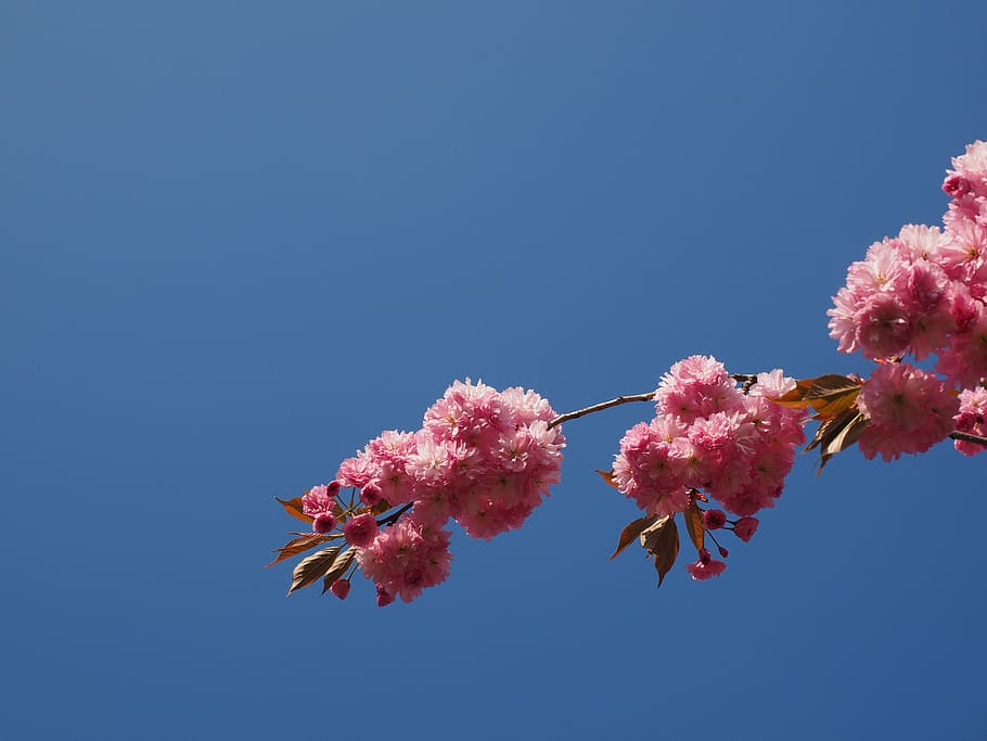 桜, 日本の桜, 香り, 花, 日本の開花桜, 観賞用桜, 春, ピンク, サクラ属, 日本の桜の木