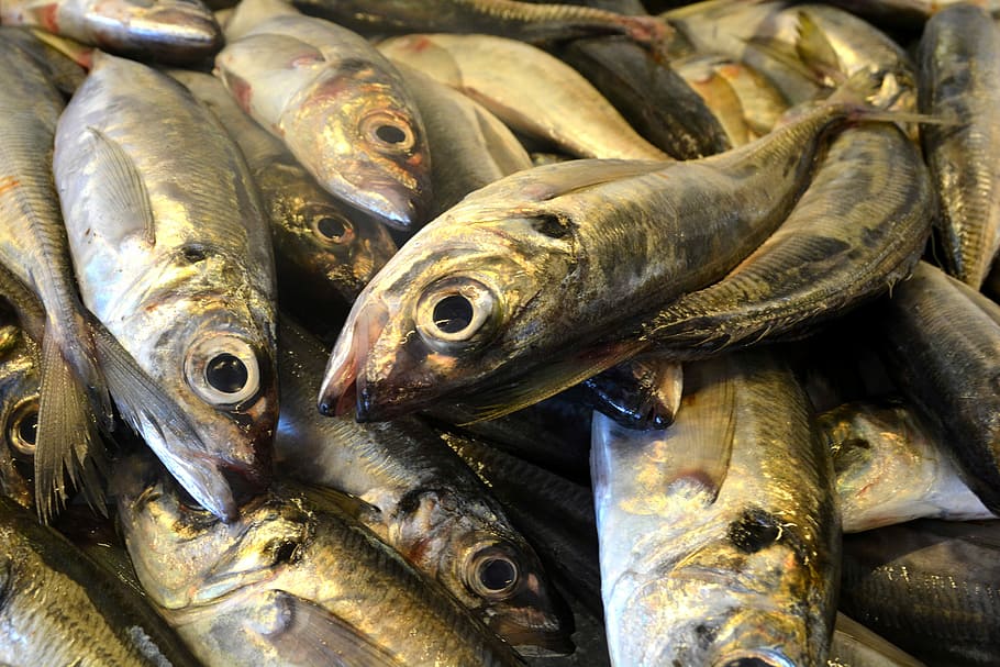 Ikan, Sarden, Portugal, Kalengan, Ikan Cod, makanan laut, makanan dan minuman, makanan, pasar, tidak ada orang