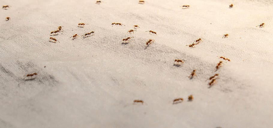 colonia, marrón, hormiga de fuego, arena, enjambre, hormigas, blanco, textil, insecto, hormiga