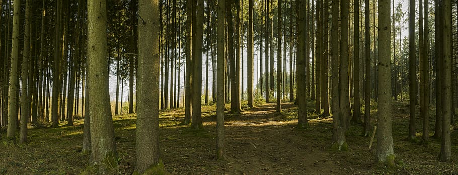 forest during daytime, panorama, forest, away, trail, trees, tree trunks, nature, log, wood