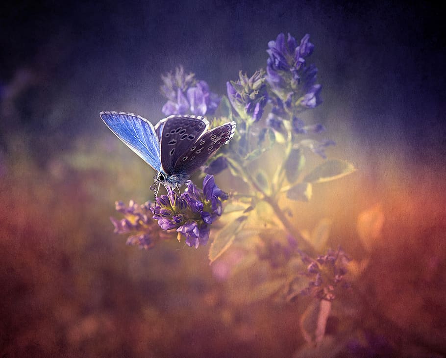 blue, flower, lavender, blossom, butterfly, nature, season, floral, animal, summer