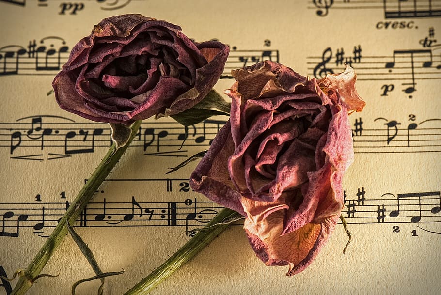 two, dried, red, rose, flowers, sheet music, manuscript, old time, romance, carnation