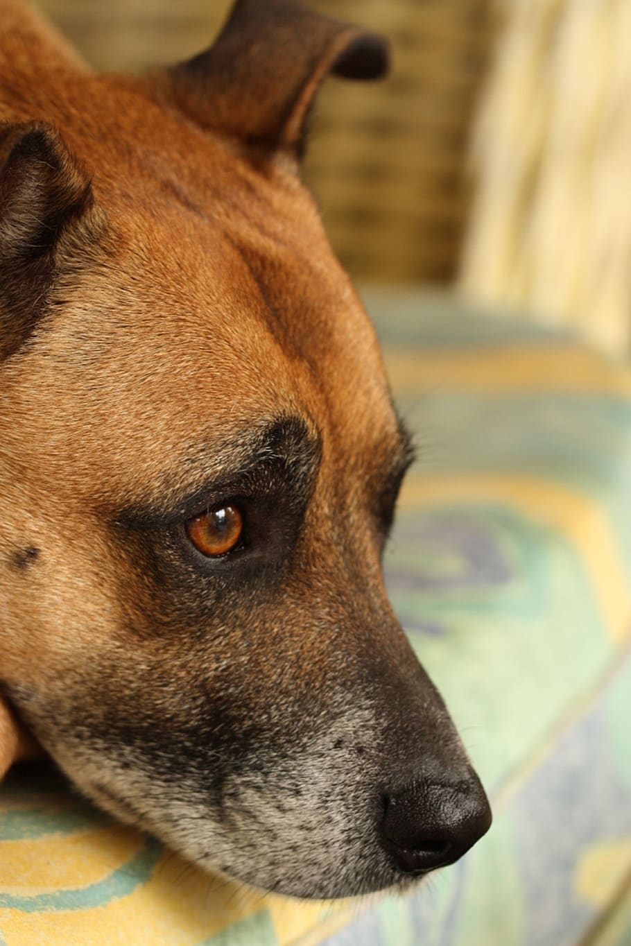 dog, mutt, crossbreed, canine, puppy, grey, red, brown, eyes, nose