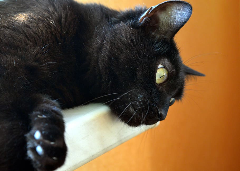 Black Cat, Pets, Pet, Eyes, cat, cat eyes, cat's eye, cat person, fur, animals