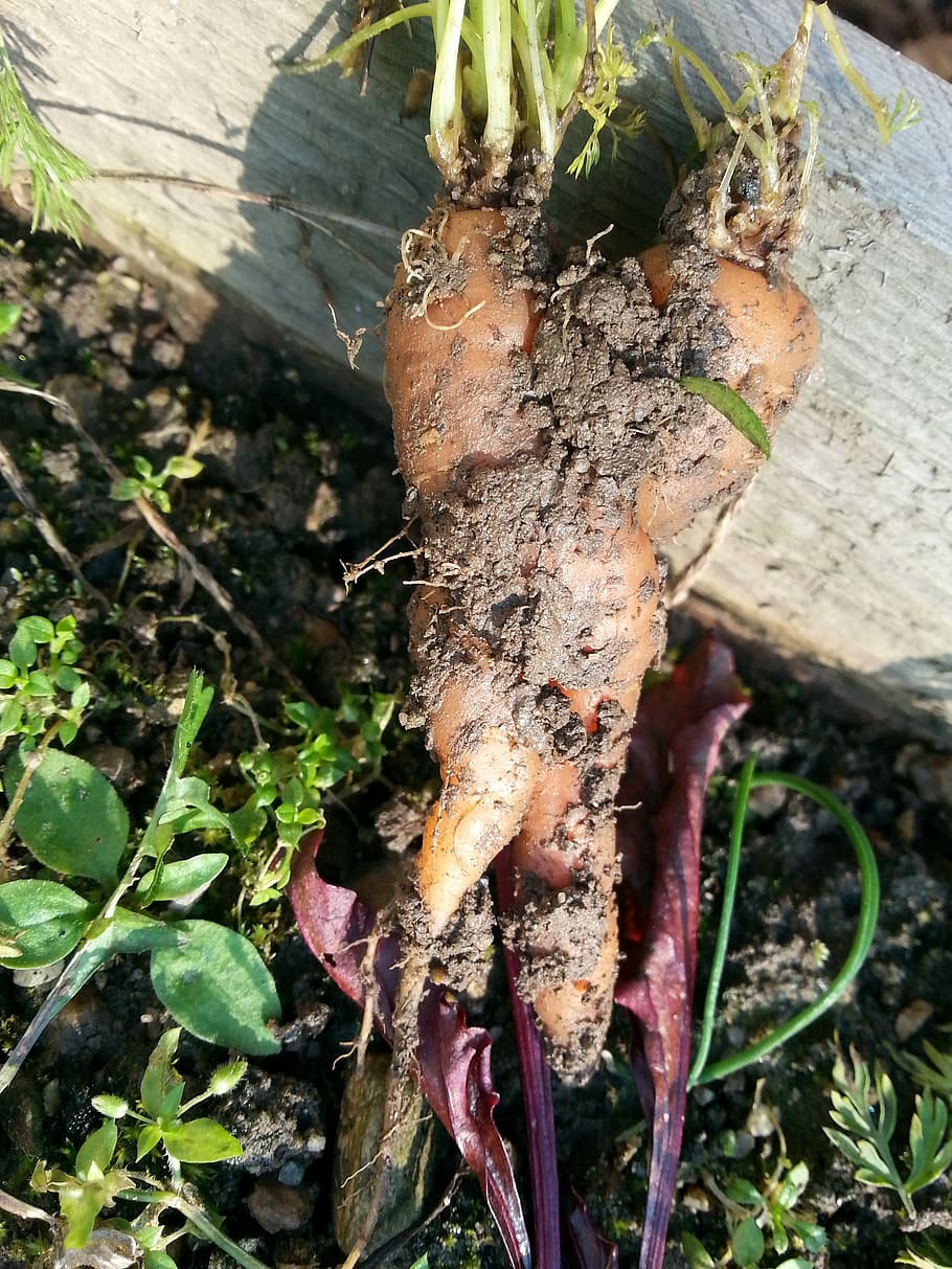Carrots, Vegetables, Fused, Diy, Mistake, collaboration, outdoors, nature, day, plant