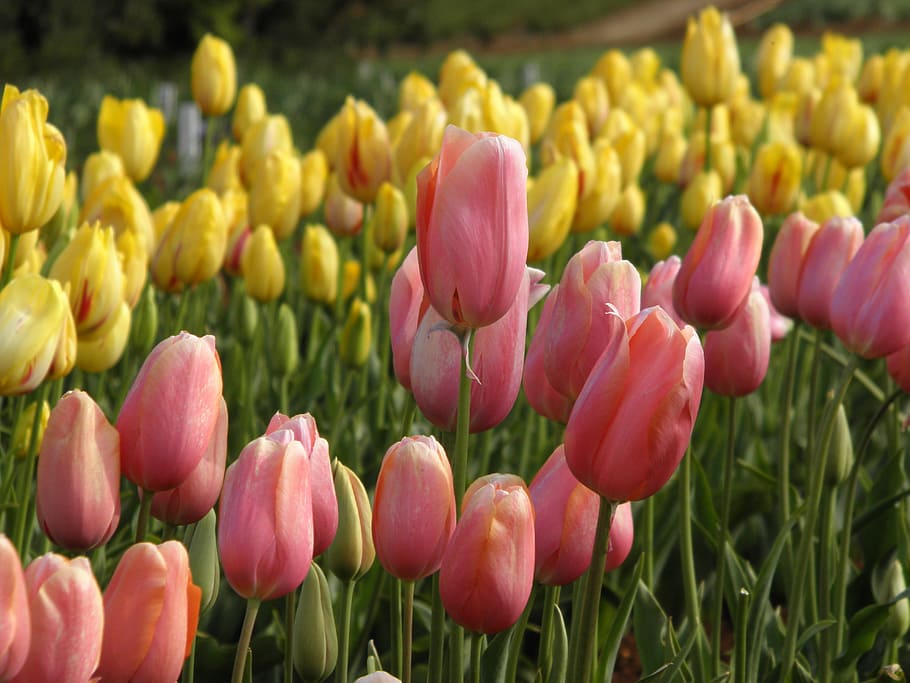 tulip, bidang tulip, emas, taman, bunga, musim semi, tanaman, tanaman berbunga, kesegaran, keindahan di alam
