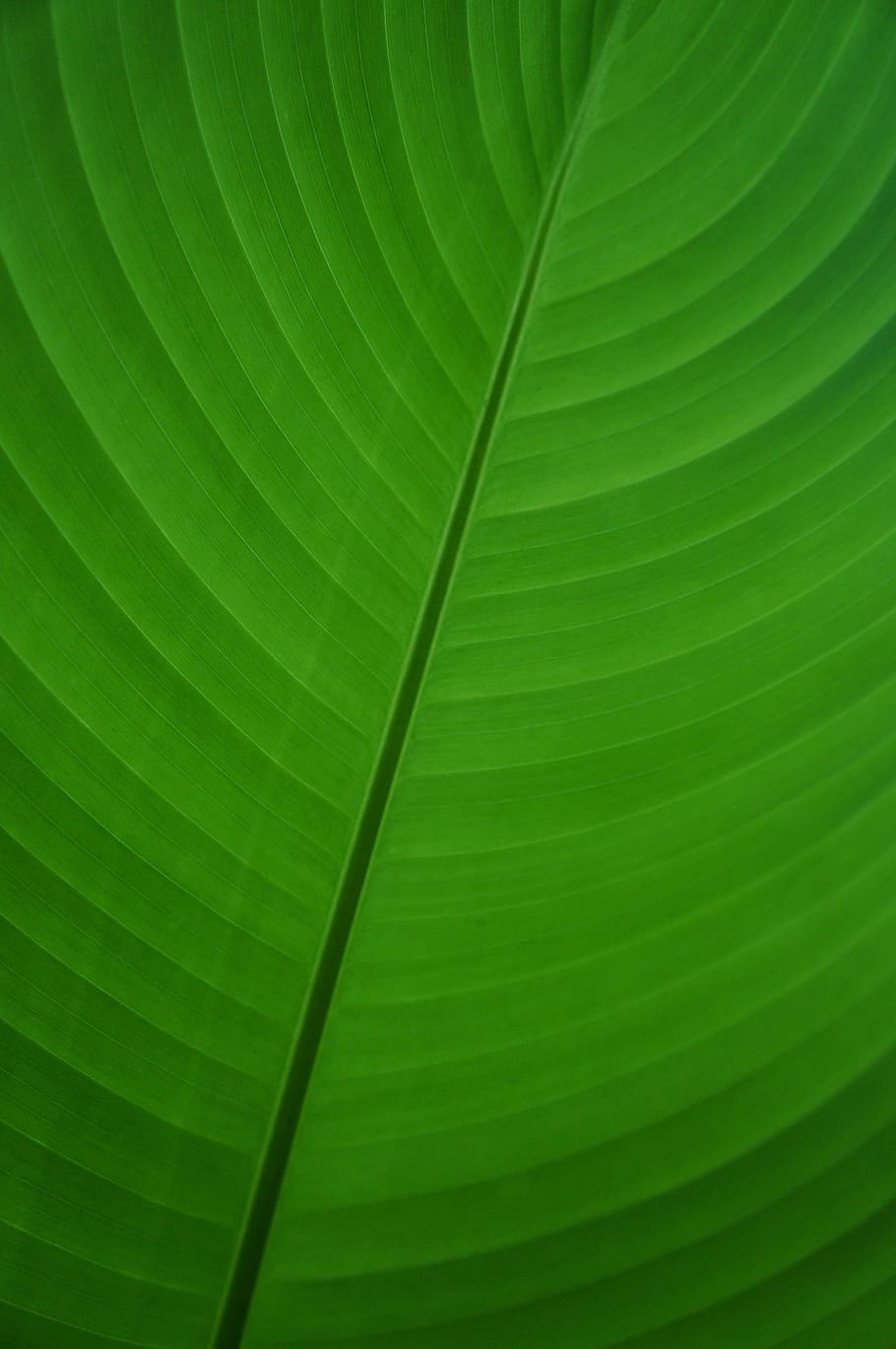 leaf, green, banana, banana leaf, palm, plant, flora, symmetry, nature, green color