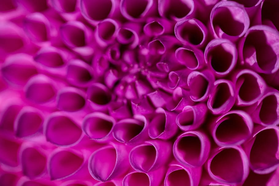 macro shot, detailed, interior, pink, flower., captured, canon 6, 6d, 100mm, 100 mm macro lens