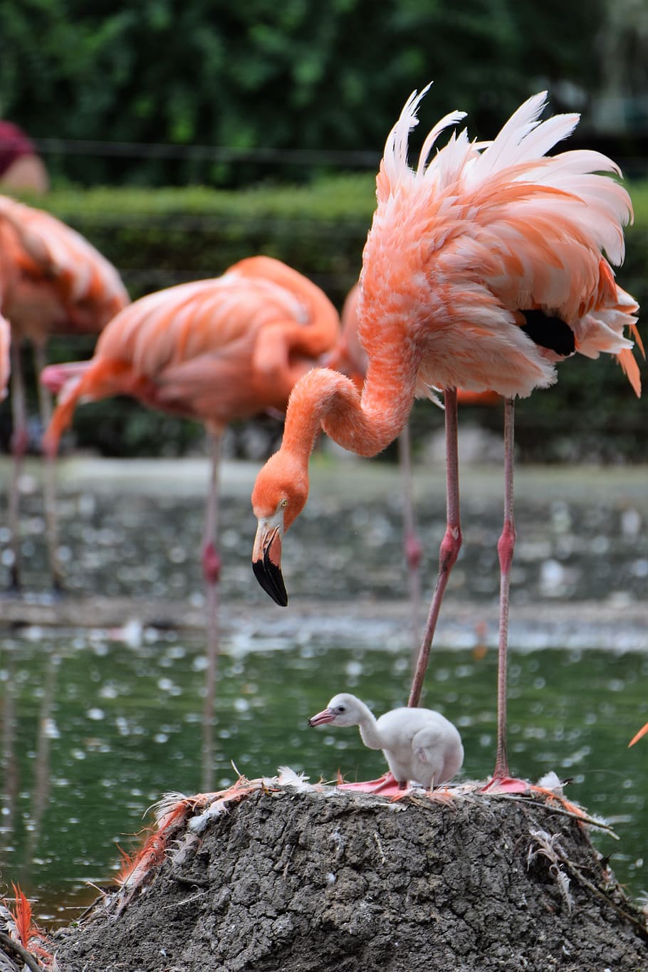 pink, flamingo, standing, chick, zoo, animal, water bird, pink flamingo, bird, tiergarten