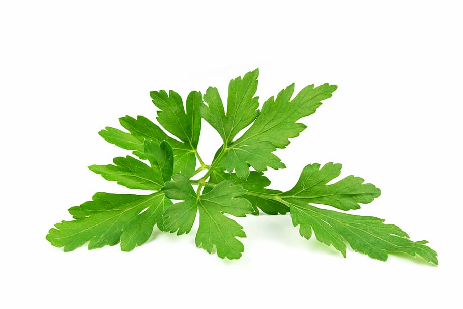 folha verde, folhas de salsa, folha, salsa comum, aromático, planta, tempero, erva, cozinha, o cheiro de hidrocarbonetos aromáticos