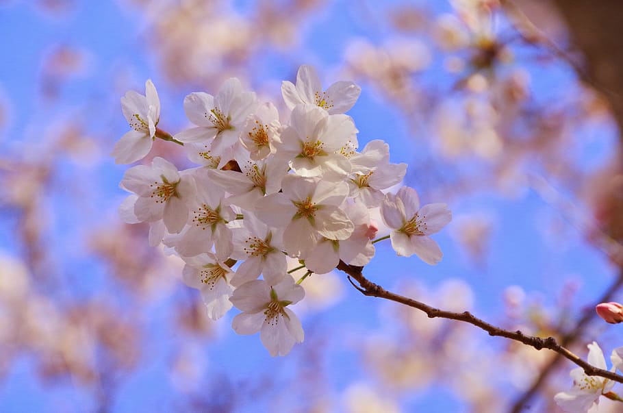 sakura, flores, primavera, flor, crecimiento, fragilidad, naturaleza, árbol, belleza en la naturaleza, rama