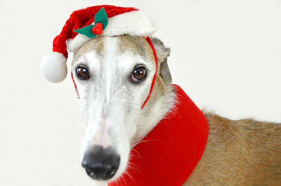 shallow, photography, short-coated, white, brown, dog, wearing, ed, santa hat, animal