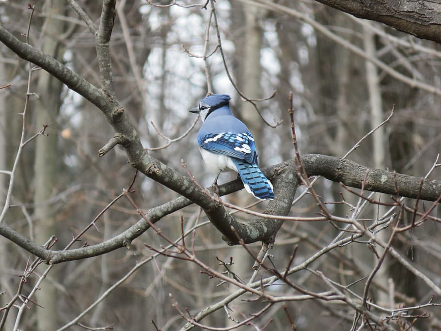 blue, white, bird, perched, tree branch, daytime, blue jay, jay, branch, trees