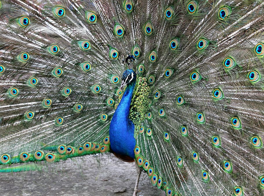 selective, focus, peacock, spreading, feathers, tail, male, peacock's tail, bluebird, beauty
