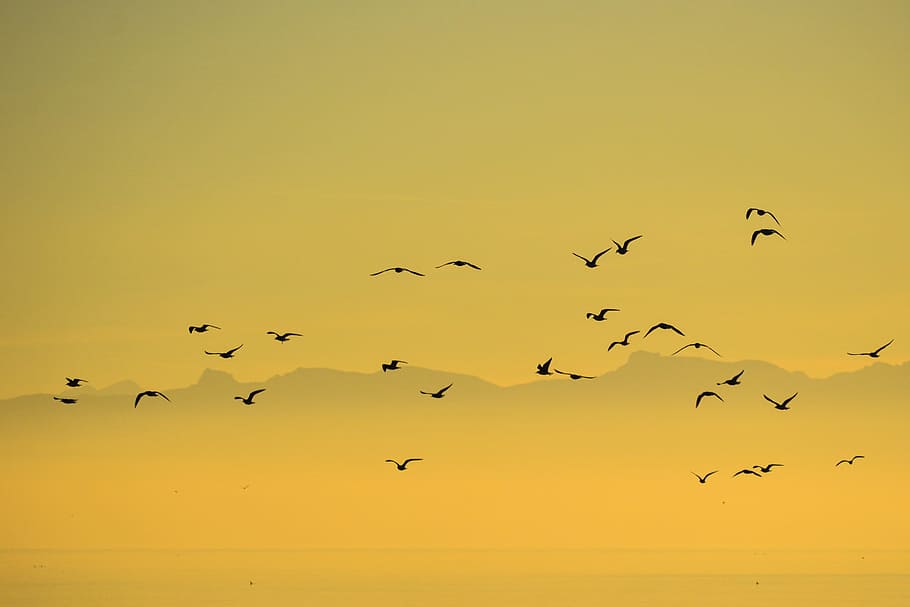 silhouette, flying, high, altitude, golden, hour, Flock, Birds, Seagull, Group