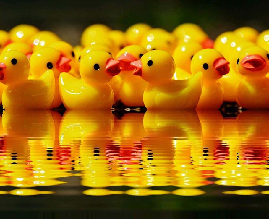 yellow, rubber duckies, body, water, ducks, figures, group, mirroring, bank, cute