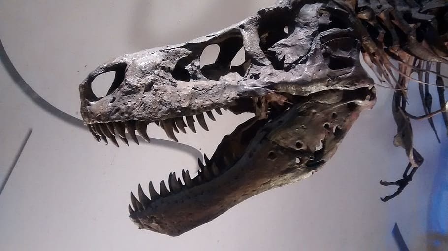 t-rex, dinosaurio, tiranosaurio, jurásico, esqueleto, museo, animal, extinto, dientes, cabeza