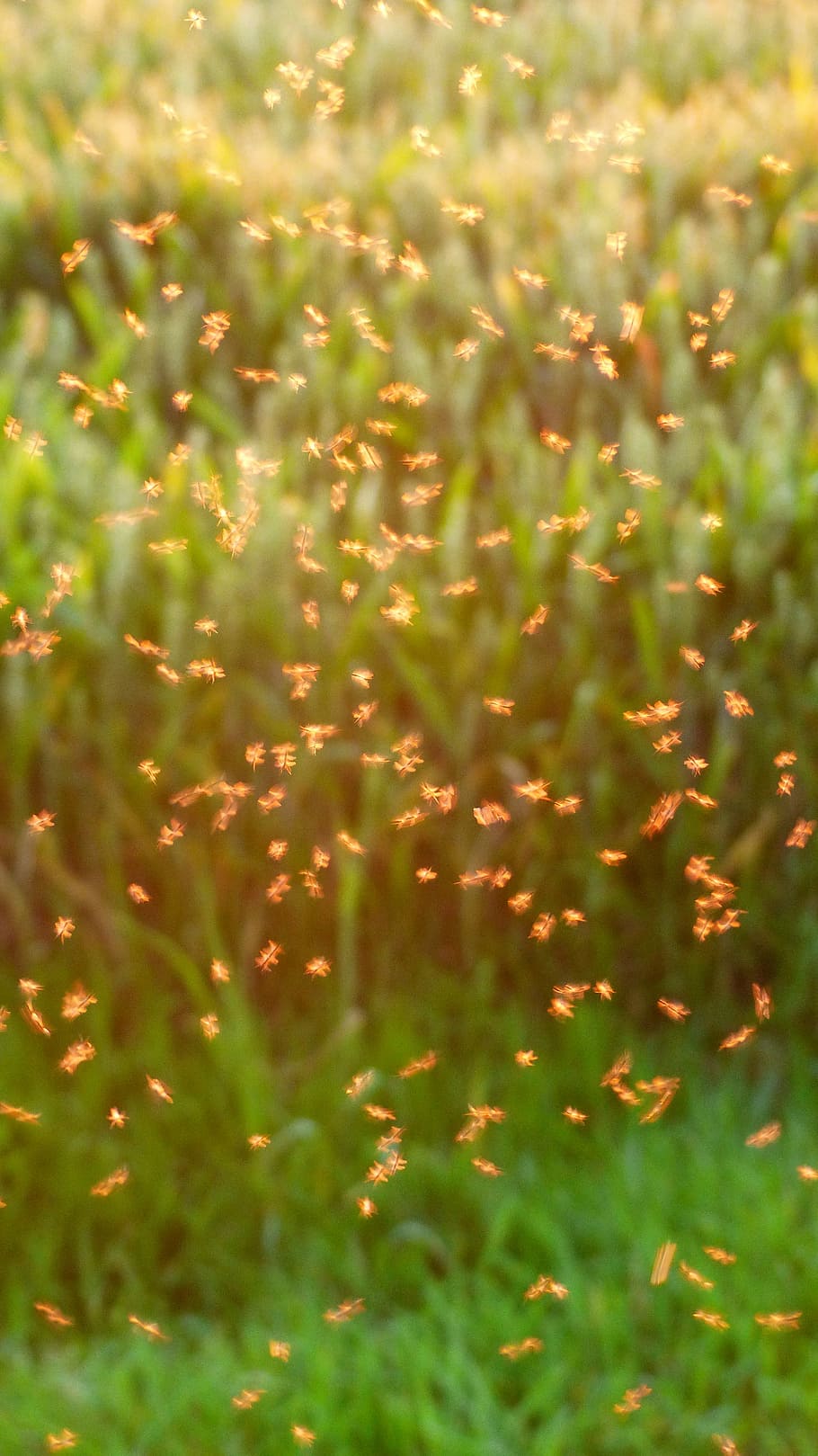蚊の群れ, 群れ, 蚊, fliegenschwarm, バックライト, 昆虫, 非噛むミッジ, ユスリカ, ダンス蚊, 群れの蚊