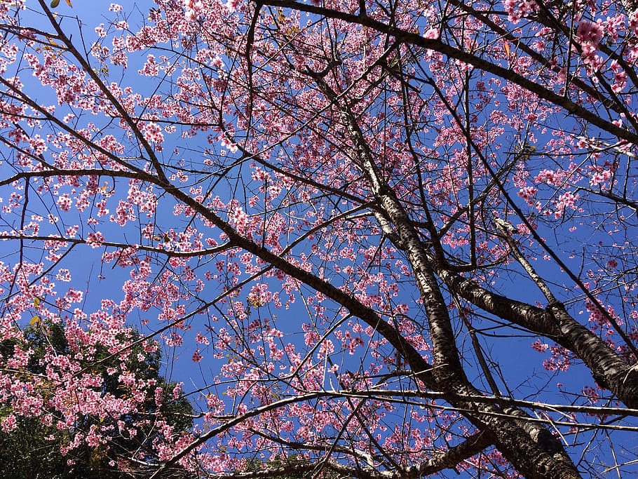 flowers, beautiful, sakurai, pink, nature, colorful, thailand, chiang rai, giant tiger, tree