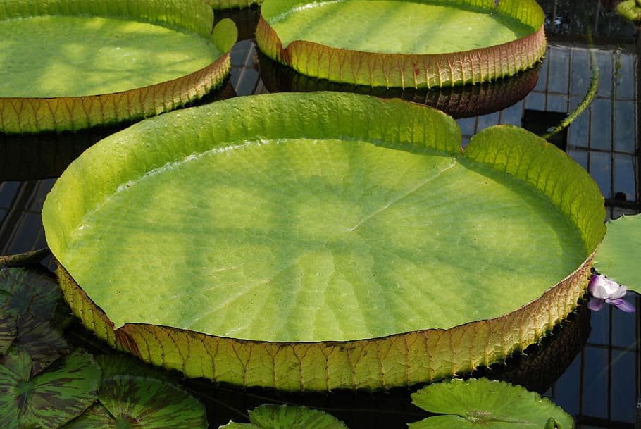 Giant Water Lily, lily, water, victoria amazonica, pads, aquatic plant, green color, food and drink, slice, fruit