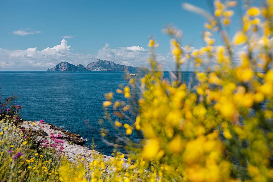 wild flowers, flowers, Italy, campania, flora, Wild, Amalfi, Coast, beauty in nature, plant