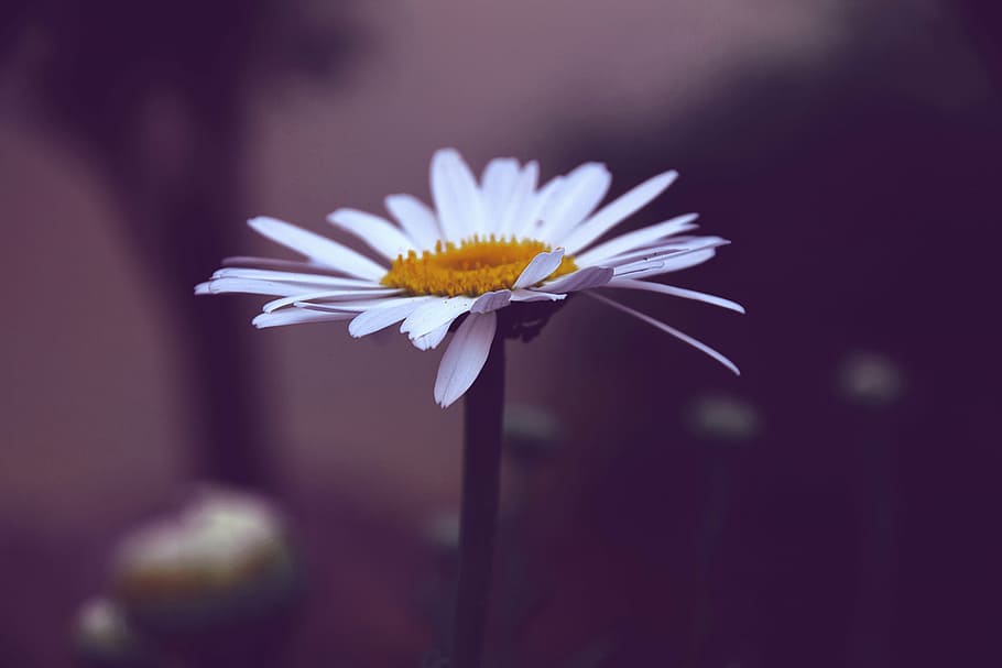 margaret, summer, contrast, detail, white petals, white daisy, white flower, profile, flower, simplicity
