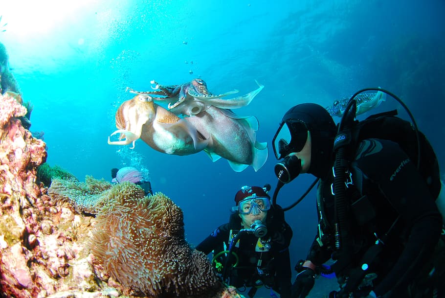 two, scuba divers, coral, reefs, diving, underwater, sea, scuba, scuba Diving, reef