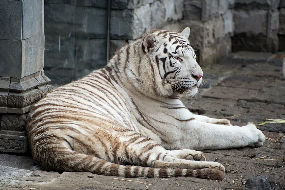 albino tiger, lying, concrete, surface, pairi daiza, white tiger, wild, predator, zoo, animal