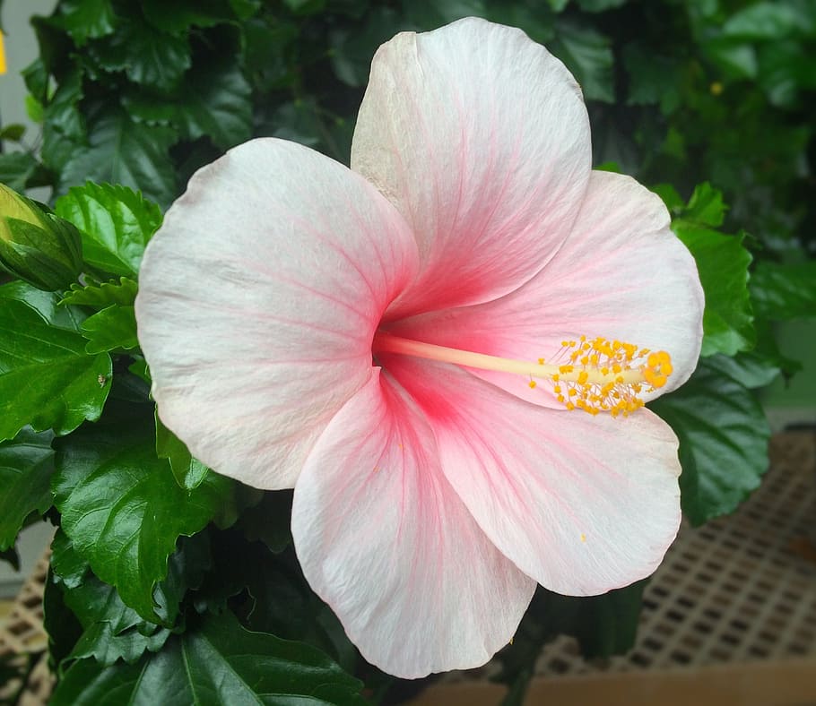 Flowers, Hibiscus, Southern, Countries, southern countries, huang, red, pink gardening, department, outdoors