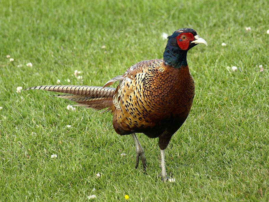 Pheasant, Species, Phasianus Colchicus, plumage, colorful, males, animal, hahn, feathers, meadow