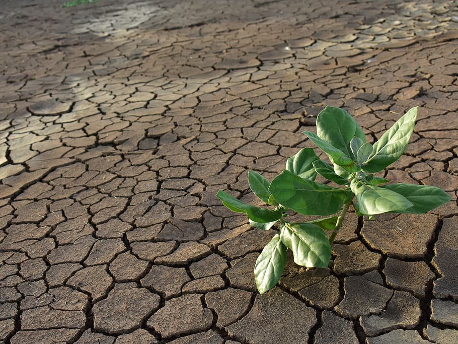 sequía, barro seco, planta verde, agrietado, tierra seca, calentamiento, suelo, crack, hoja, parte de la planta