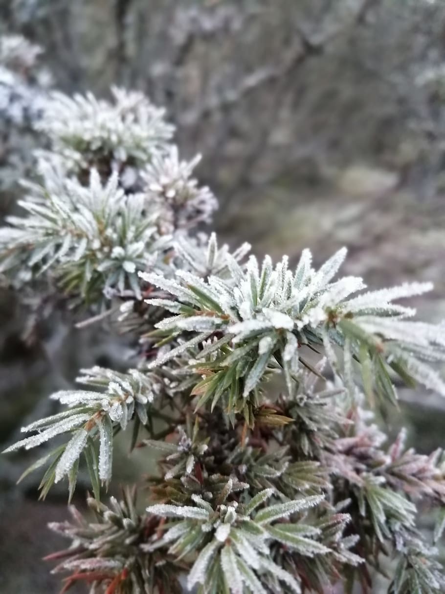 nature, frost, winter, juniper, forest, plant, growth, close-up, beauty in nature, day