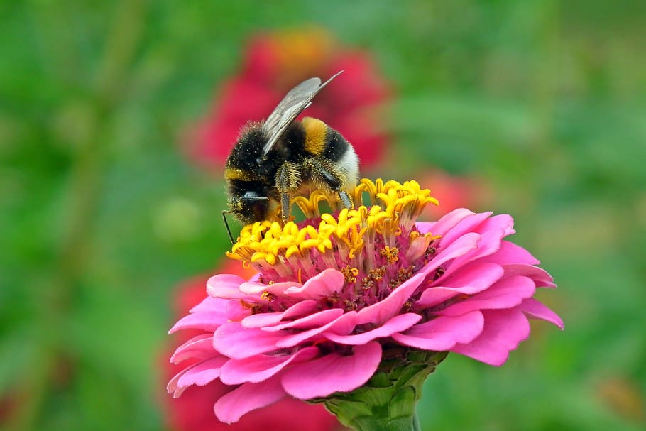 abelha, inseto, natureza, flor, néctar, verão, asas, polinização, jardim, mel