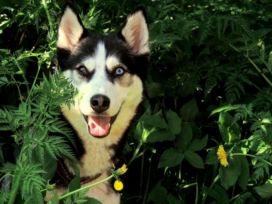 Blanco Negro Siberiano Husky Verde Hierba Durante El Dia Perro Al Aire Libre Raza Pxfuel