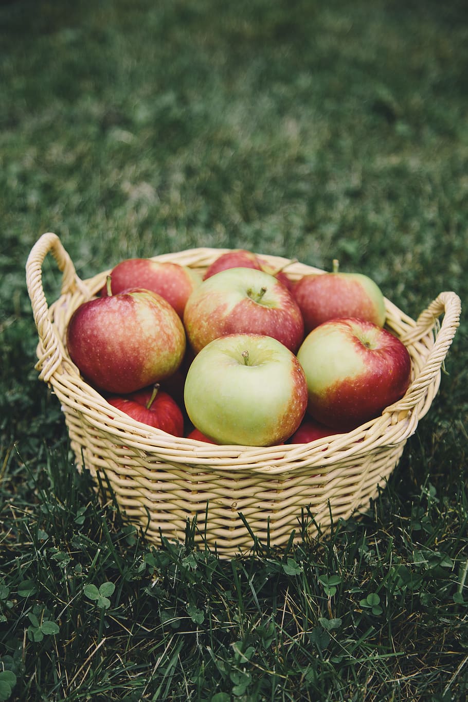 Apple Picking, Basket, apple, apples, fruit, healthy, nature, food, apple - Fruit, freshness