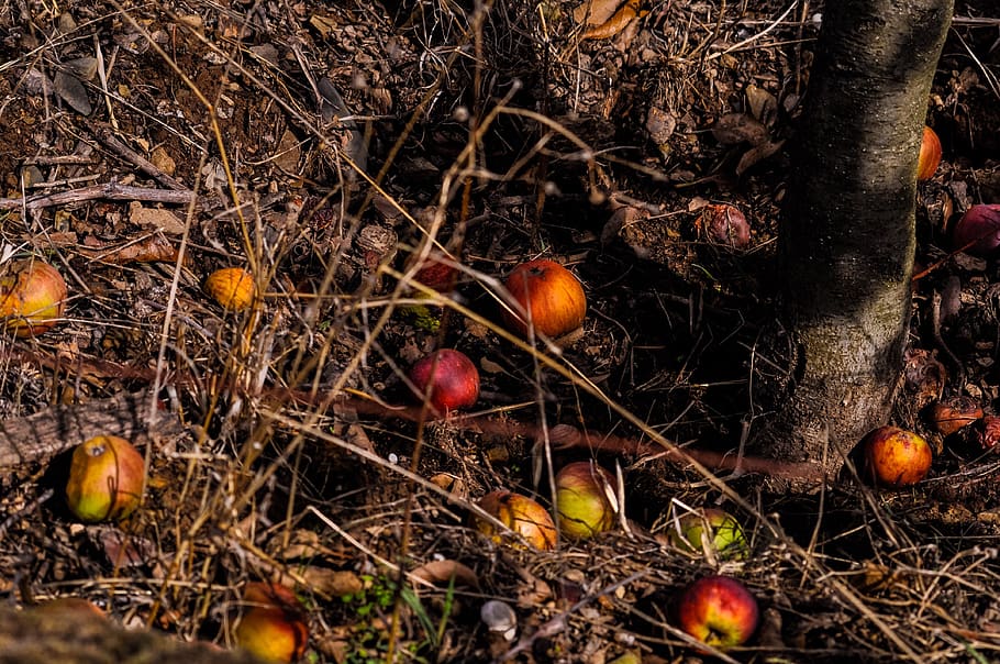 apples, fall, wind fall, autumn, fruit, red, orchard, food, garden, nature