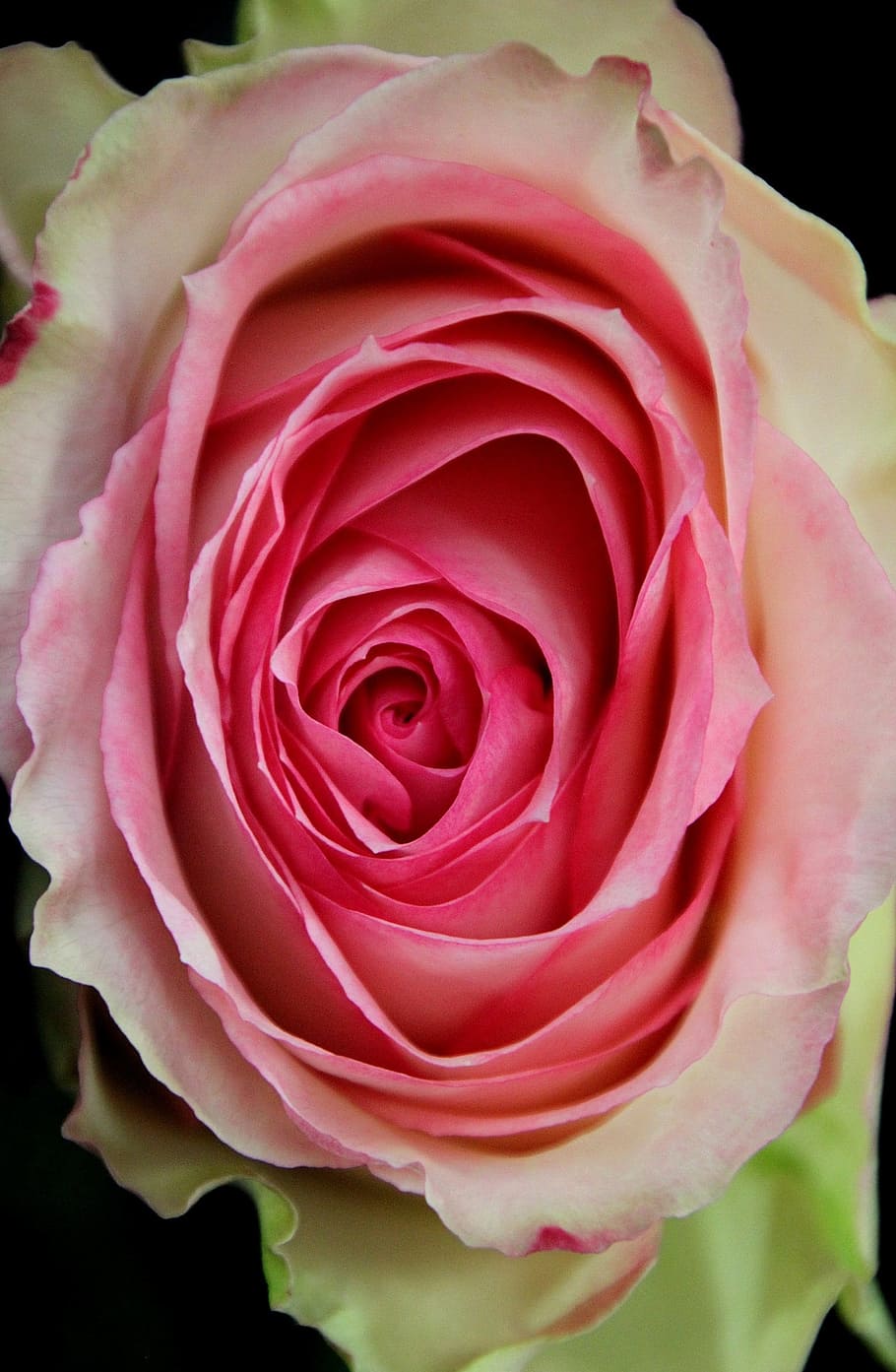 Flor, Rosa, Floral, amor, pétalas, rosa - Flor, natureza, pétala, planta, close-up