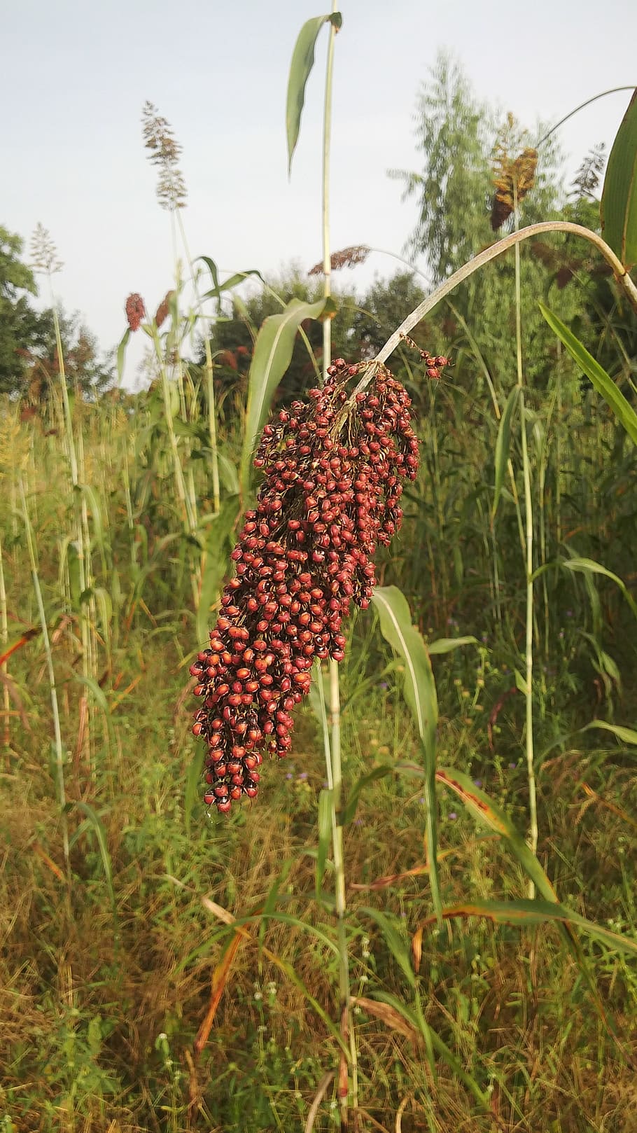 sorghum, crop, cereal, plant, seed, agricultural, grain, millet, growth, field