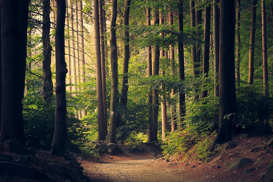 photography, brown, road, green, leaf, tall, trees, woods, pathway, forest